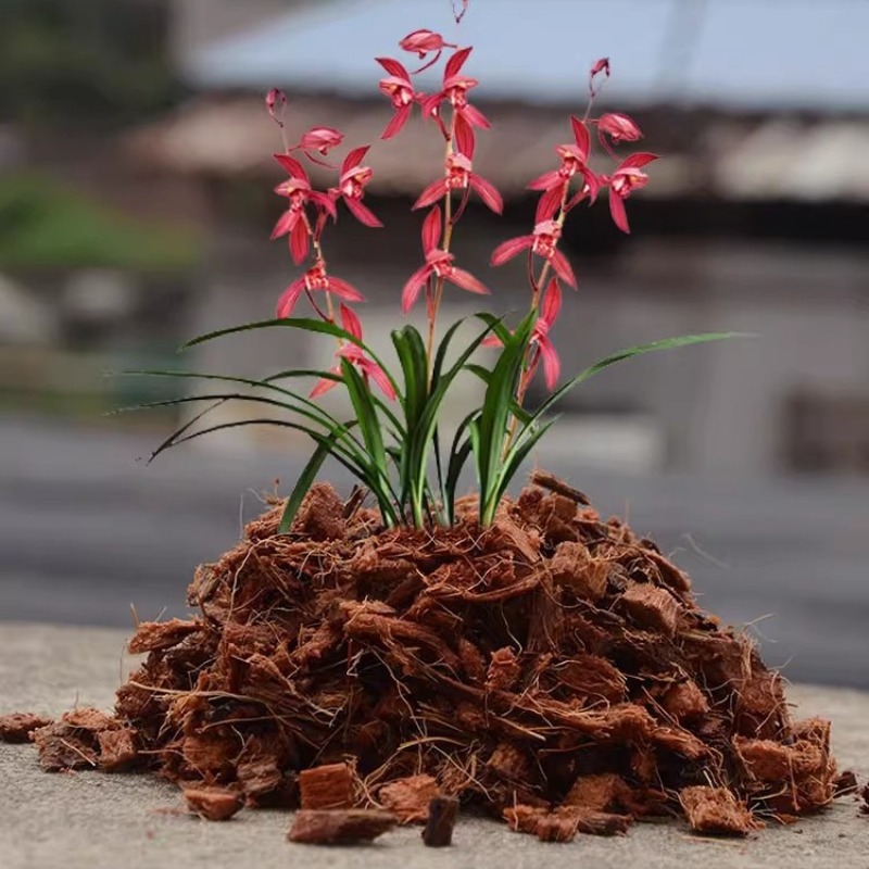 Coconut Coir Brick with Organi - Substrate Coconut Fiber review and price